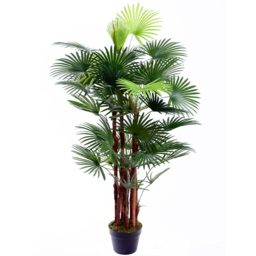 4ft Spider Palm Tree - thumbnail 1