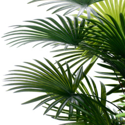 4ft Spider Palm Tree - thumbnail 3