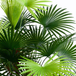 4ft Spider Palm Tree - thumbnail 2