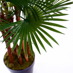 4ft Spider Palm Tree - thumbnail 4