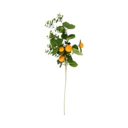 Orange Spray - thumbnail 1