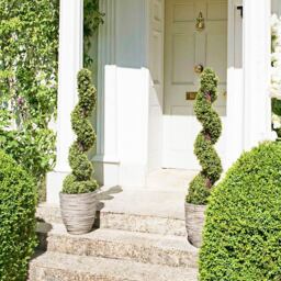 GreenBrokers Artificial Spiral Boxwood Topiary Tree 120cm 2 Pack - thumbnail 2