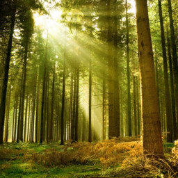 Origin Murals Spruce Forest Green Wall Mural - thumbnail 2