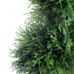 3ft Cedar Spiral Topiary Tree - thumbnail 2