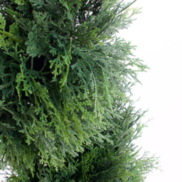 3ft Cedar Spiral Topiary Tree - thumbnail 3