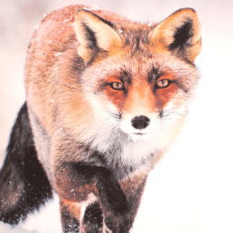 Velosso Fox Cushion Filled Cushion 43 x 43cm 2 Pack - thumbnail 2