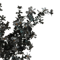Noir Vase Arrangement - thumbnail 3