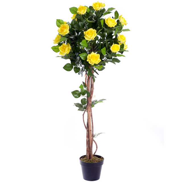 4ft Yellow Rose Plant - image 1