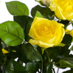 4ft Yellow Rose Plant - thumbnail 3