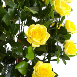 4ft Yellow Rose Plant - thumbnail 2