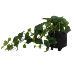Ivy Artificial Plant in Black Footed Pot 52cm - thumbnail 1