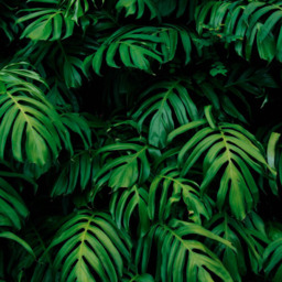 Origin Murals Rainforest Leaves Green Wall Mural - thumbnail 2