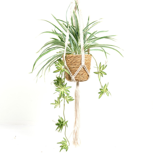 Spider Plant in Hanging Basket2 - image 1