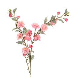 Camellia Stem - thumbnail 3