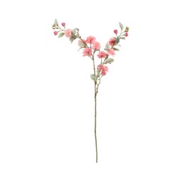 Camellia Stem - thumbnail 4