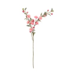 Camellia Stem - thumbnail 2