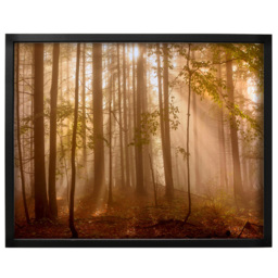 Laura Ashley Sunlit Trees Black Frame Wall Art 40 x 50cm
