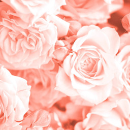 Origin Murals Petals Orange Wall Mural - thumbnail 2