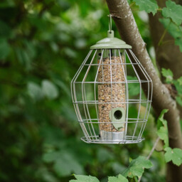 PK Canto Squirrel Proof Seed Feeder