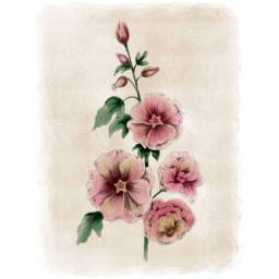 Laura Ashley Hollyhocks Flower Black Frame Wall Art 50 x 70cm - thumbnail 4