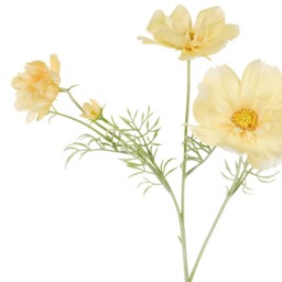 Large Cosmos Bloom - thumbnail 4