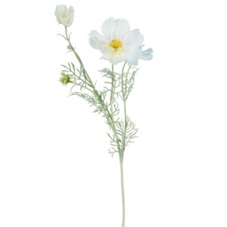 Large Cosmos Bloom - thumbnail 3