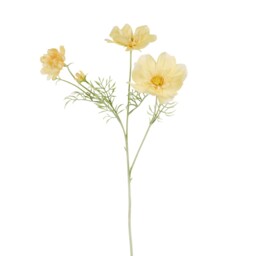 Large Cosmos Bloom - thumbnail 2