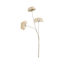 Queen Annes Lace Stem 86cm White - thumbnail 2