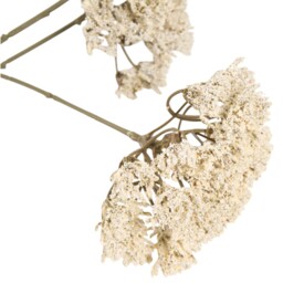 Queen Annes Lace Stem 86cm White - thumbnail 4