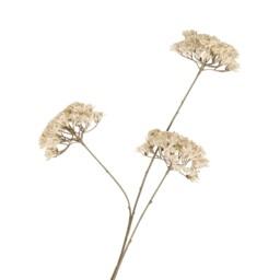 Queen Annes Lace Stem 86cm White - thumbnail 3
