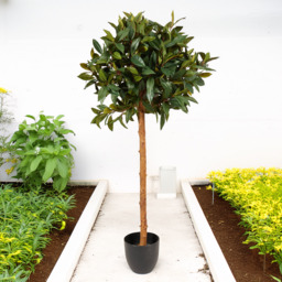 Green Topiary Style Single Trunk Bay Leaf Tree in Pot 122cm - thumbnail 2