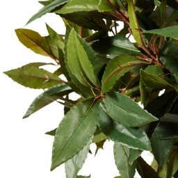 Green Topiary Style Single Trunk Bay Leaf Tree in Pot 122cm - thumbnail 4