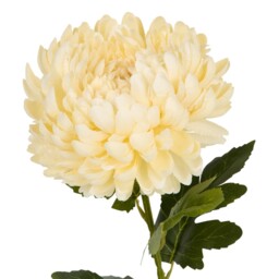 Large Fuji Mum Pom Stem 70cm Asrt - thumbnail 3