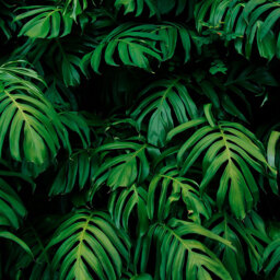 Origin Murals Rainforest Leaves Green Wall Mural - thumbnail 2
