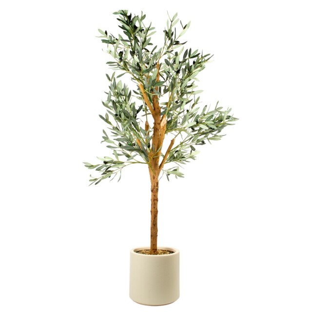 Olive Tree in Pot - image 1