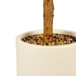 Olive Tree in Pot - thumbnail 3