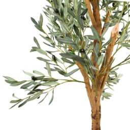 Olive Tree in Pot - thumbnail 2