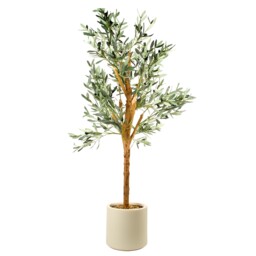 Olive Tree in Pot