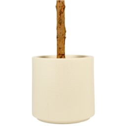 Olive Tree in Pot - thumbnail 4