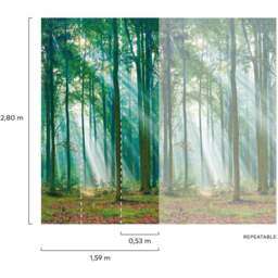 Grandeco Photographic Trees 3 Lane Wall Mural - thumbnail 4