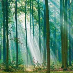 Grandeco Photographic Trees 3 Lane Wall Mural - thumbnail 2