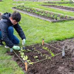 Burgon and Ball Growing Gardeners Vegetable Garden Stake and String Set - thumbnail 2