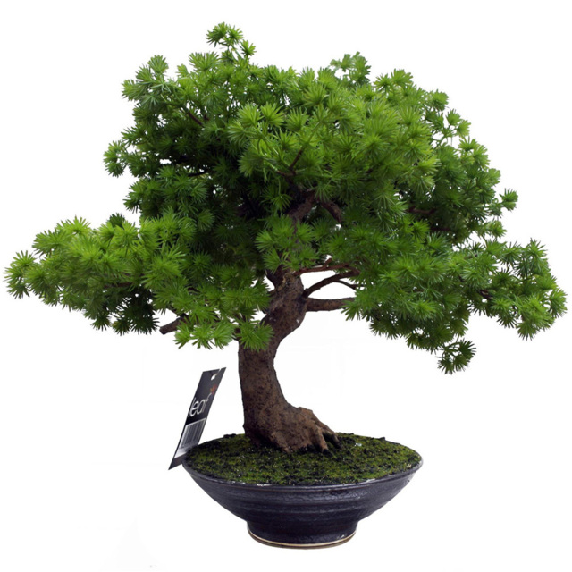 Leaf Luxury Pine Bonsai Artificial Tree in Ceramic Pot 1.6ft - image 1