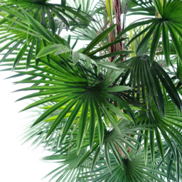Leaf Raphis Palm Artificial Tree 120cm - thumbnail 2
