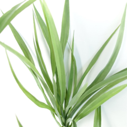 Leaf Dragon Dracaena Artificial Tree 125cm - thumbnail 2