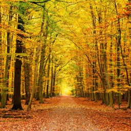 Origin Murals Autumn Forest Orange Wall Mural - thumbnail 2