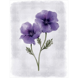Laura Ashley Anemone Floral Black Frame Wall Art 40 x 50cm - thumbnail 4