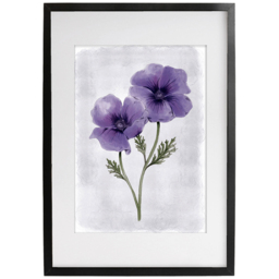 Laura Ashley Anemone Floral Black Frame Wall Art 40 x 50cm - thumbnail 1
