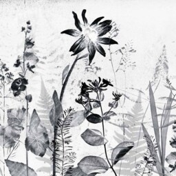 Superfresco Easy Flower Press Sketch Wall Mural - thumbnail 2