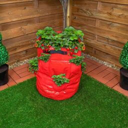 St Helens Strawberry Grow Bag 43L - thumbnail 2